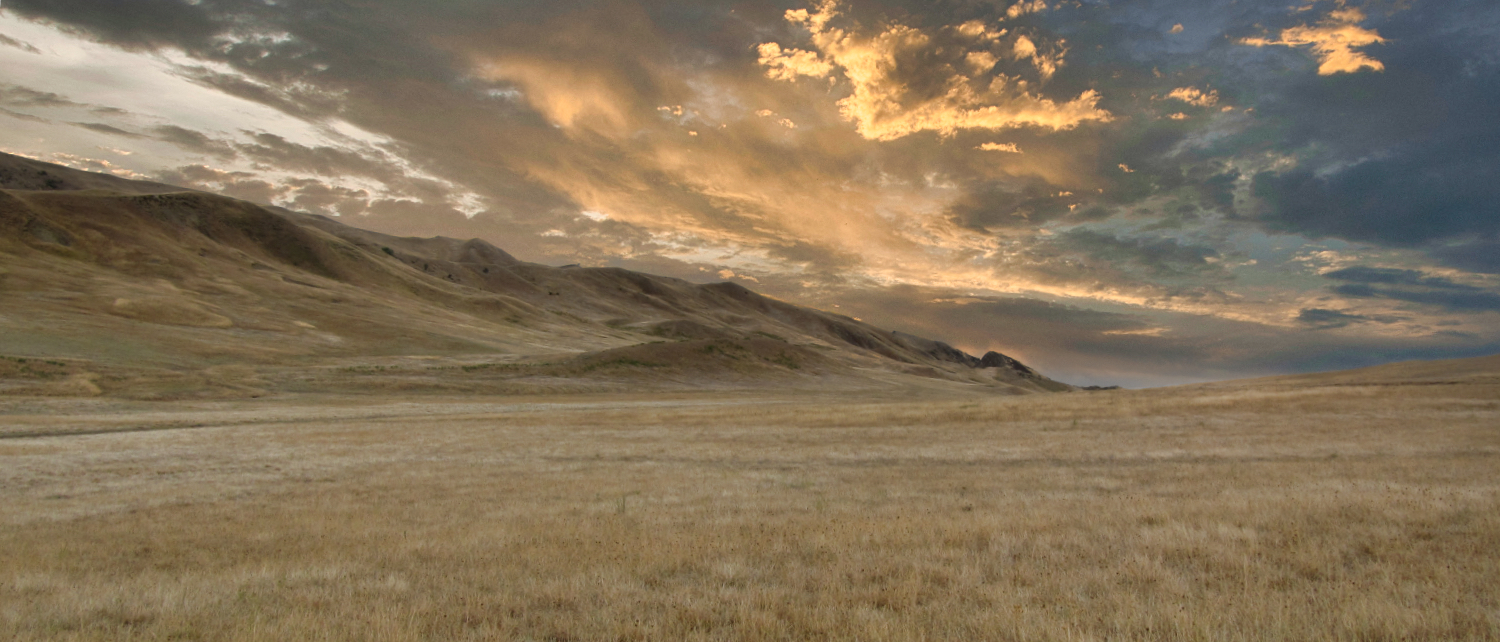 Golden field and sky
